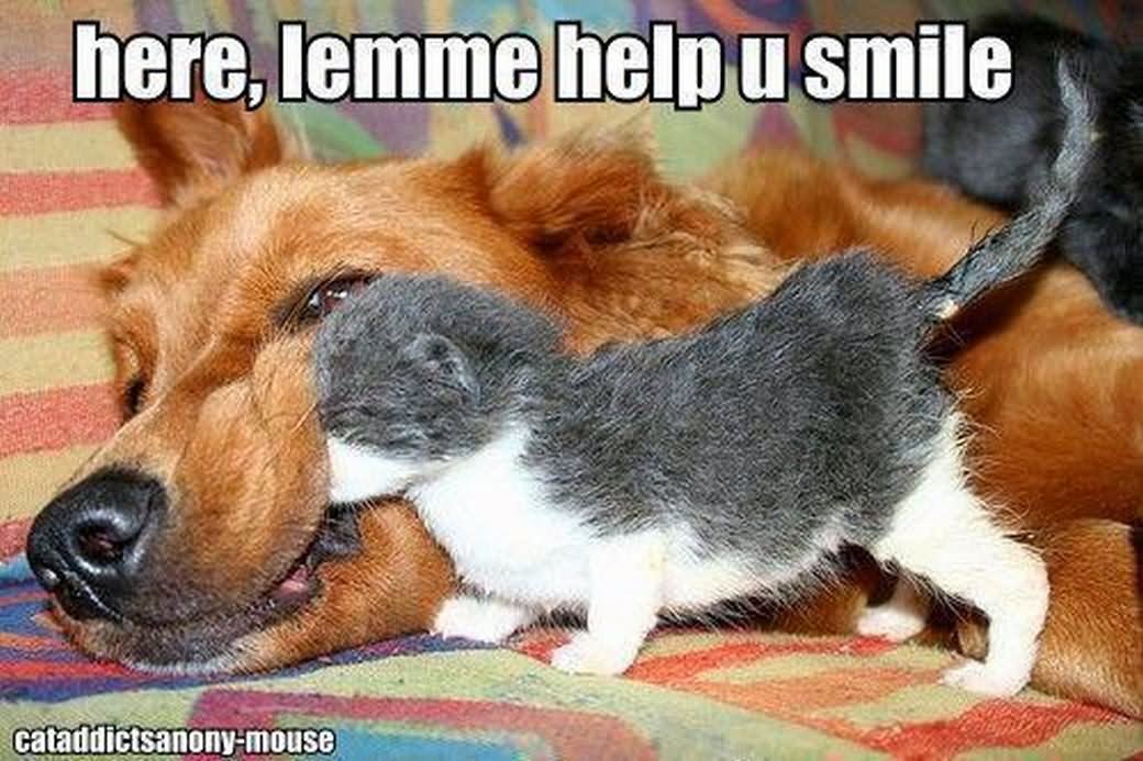 Here Lemme Help U Smile Funny Dog And Cat Meme