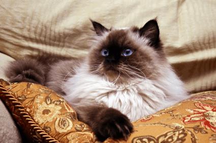 Himalayan Cat Laying On Bed