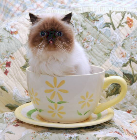 Himalayan Kitten In Tea Cup