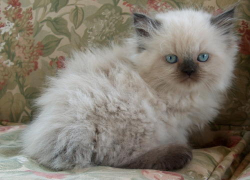 Himalayan Kitten With Blue Eyes