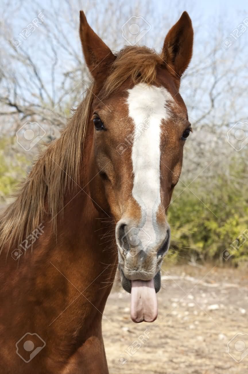 Horse Closeup Face Funny Tongue Image