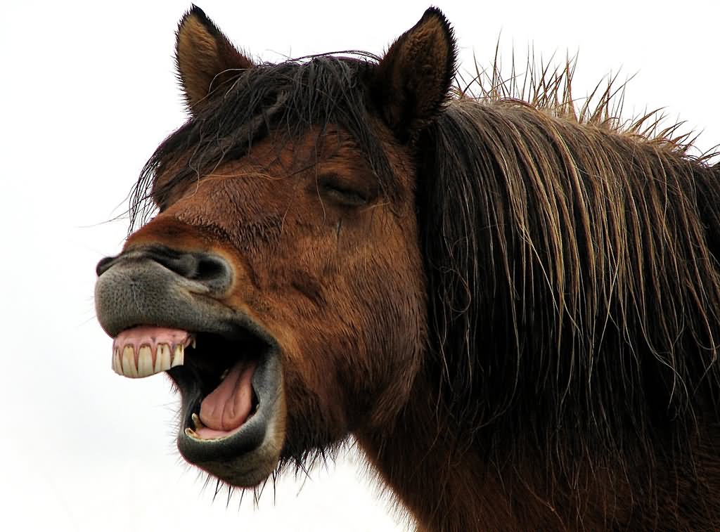 Horse Open Mouth Funny Smiling Picture