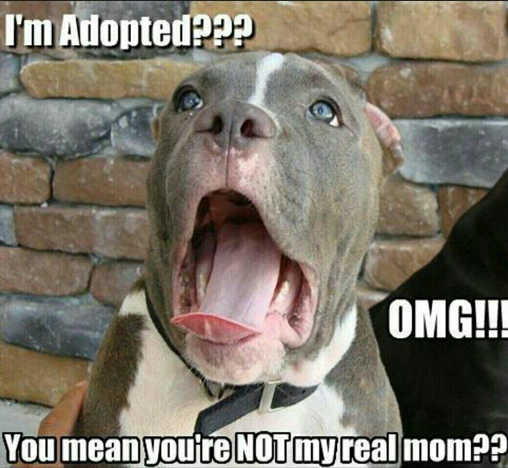 I Am Adopted OMG Funny Animal Comments