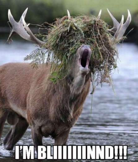 I Am Blind Funny Reindeer Image