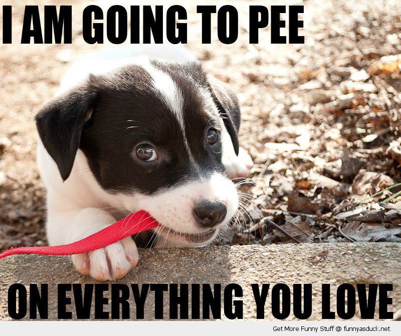 I Am Going To Pee On Everything You Love Funny Dog Image