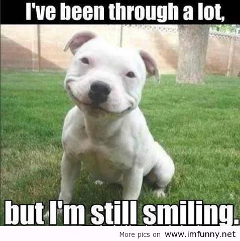 I Have Been Through A Lot But I Am Still Smiling Funny Dog Comments