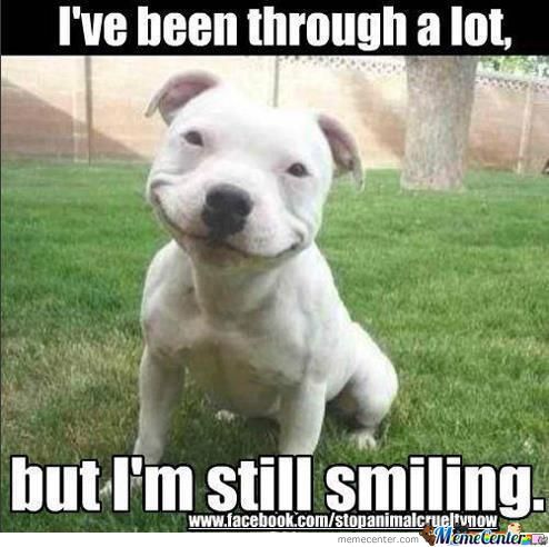I Have Been Through A Lot Funny Smiling Dog Meme