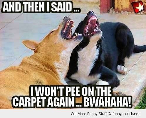I Won't Pee On The Carpet Again Funny Dogs Meme Image