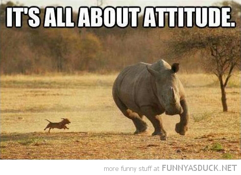 It's All About Attitude Funny Rhinoceros Picture