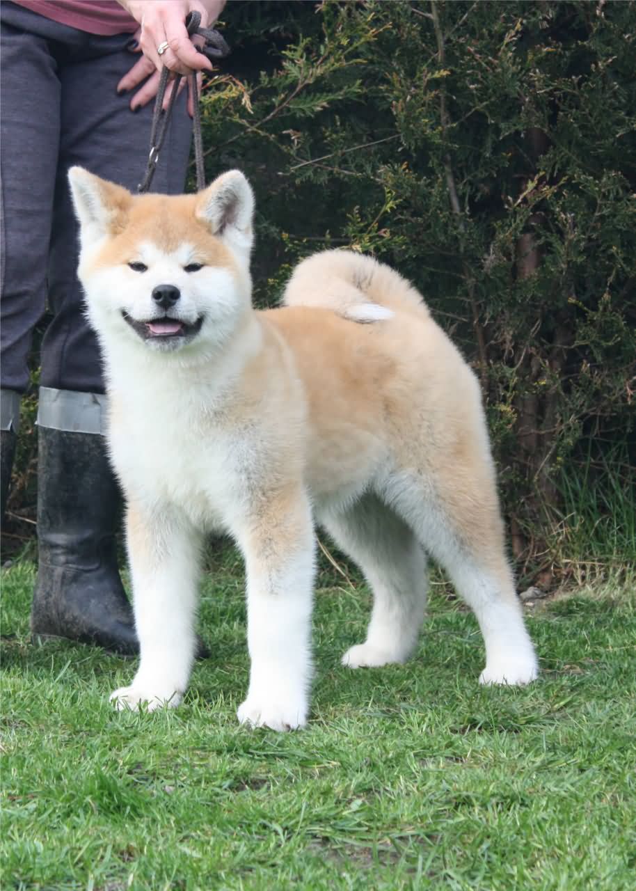 Japanese Akita Adult Dog