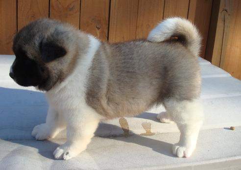 Little Akita Puppy Picture