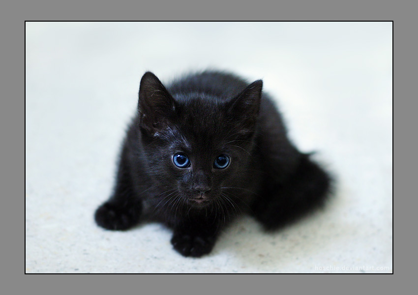 Little Black Norwegian Forest Kitten