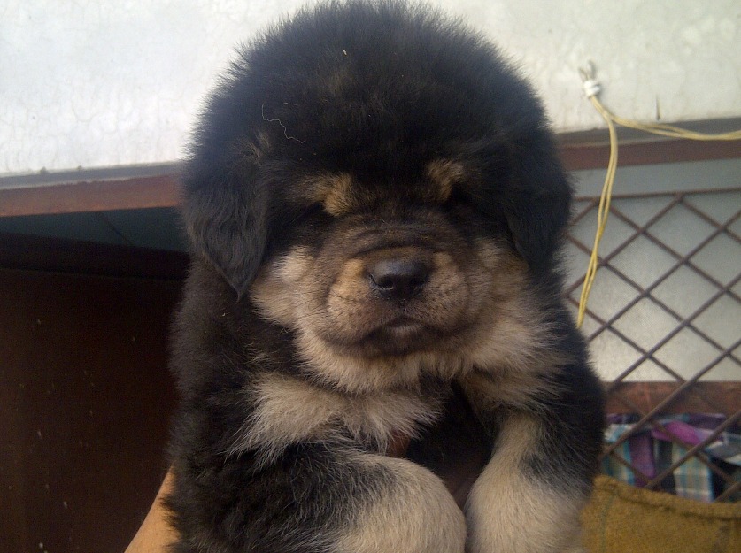 Little Tibetan Mastiff Puppy