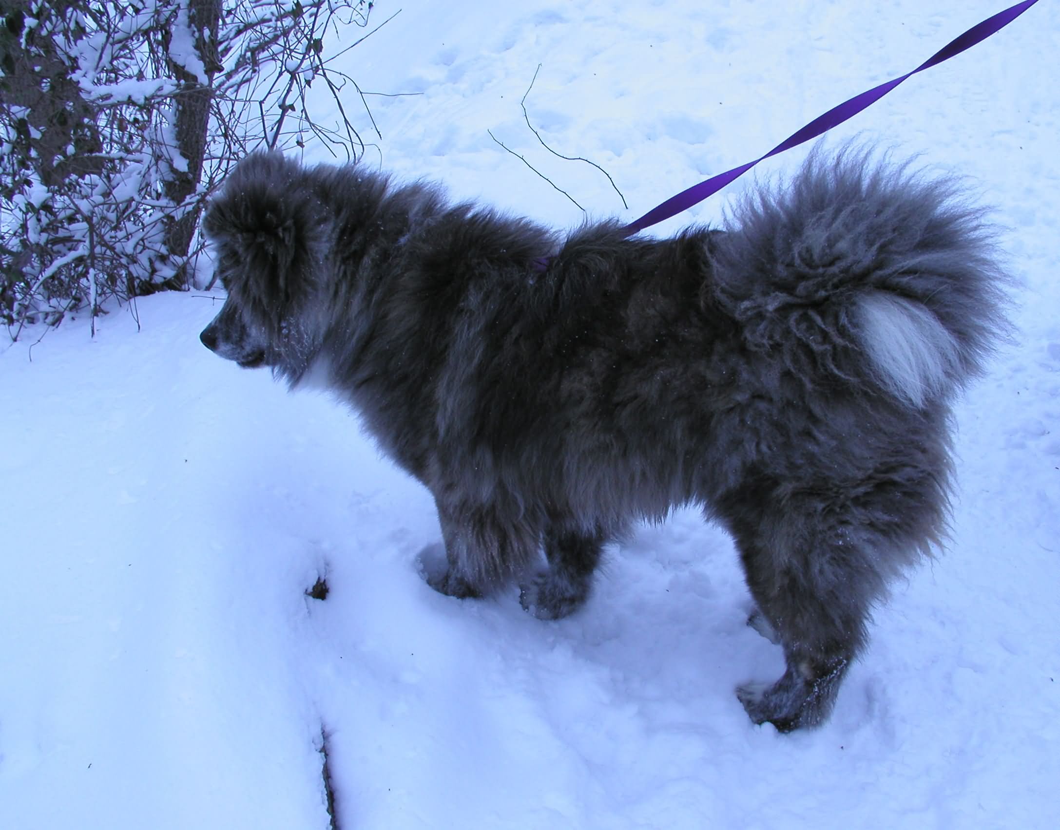 Long Hair Akita Dog In Snow