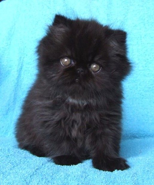 Long Hair Black Himalayan Kitten