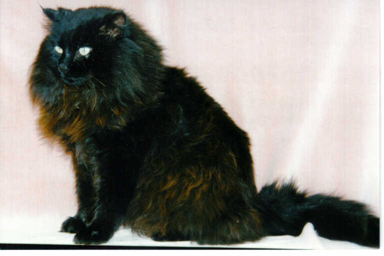 Long Hair Black Norwegian Forest Cat Sitting