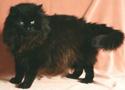 Long Hair Black Norwegian Forest Cat