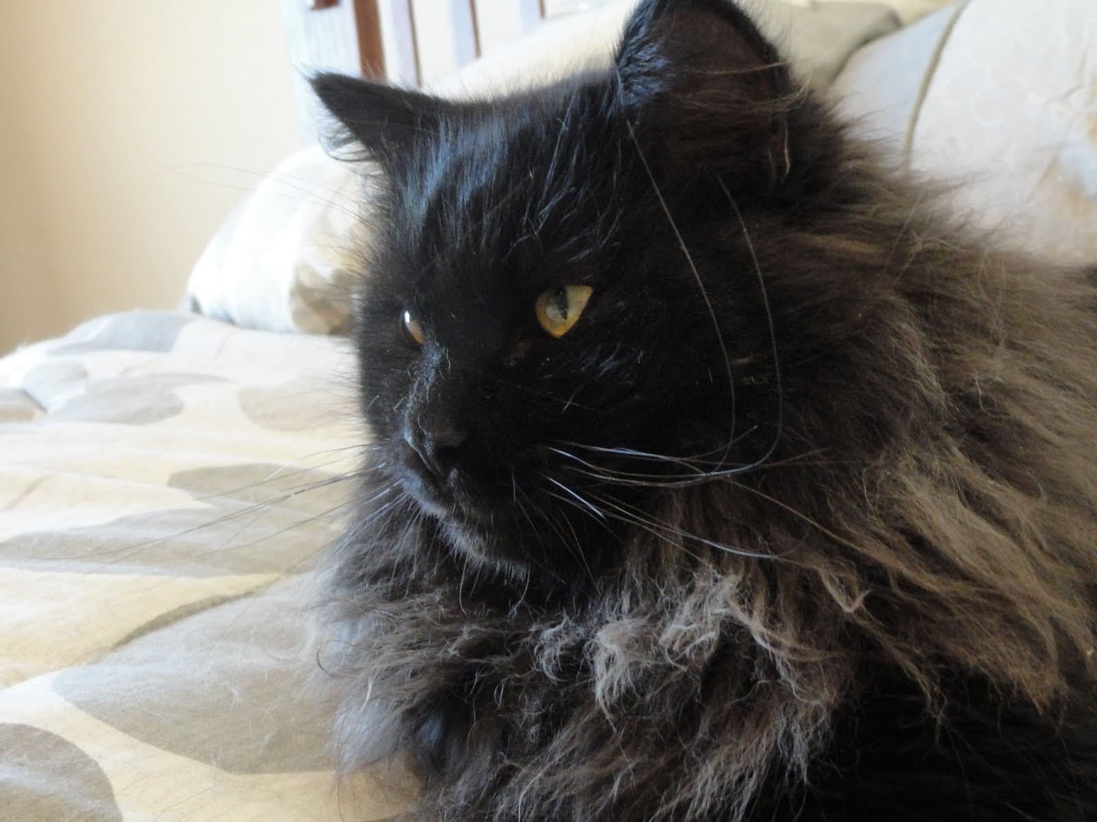 Long Hair Black Siberian Cat Sitting On Bed