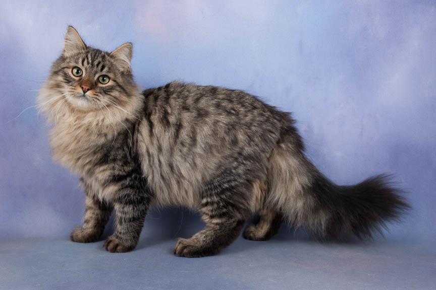Long Hair Grey Tabby Siberian Cat