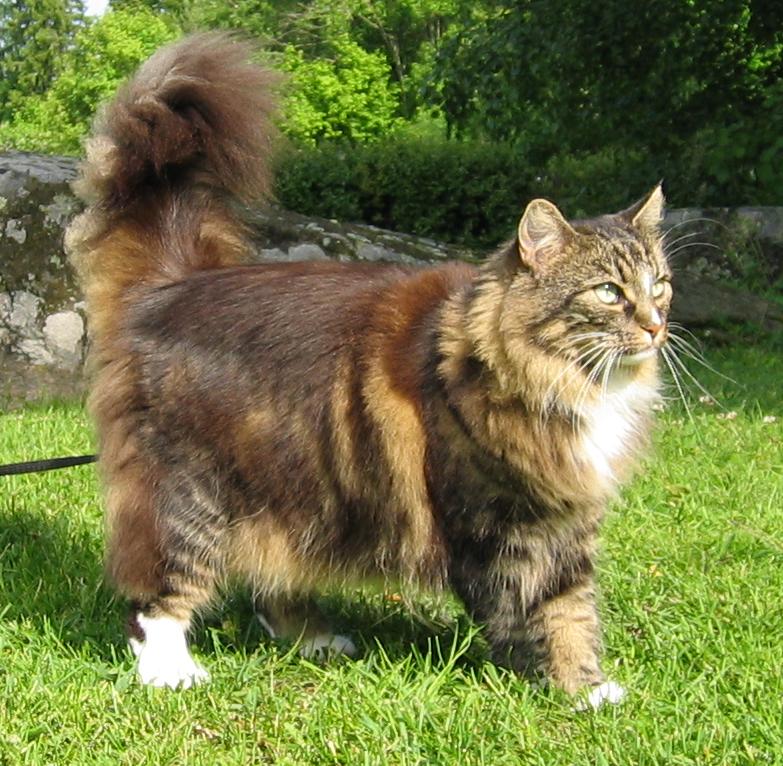 Long Hair Norwegian Forest Cat In Garden