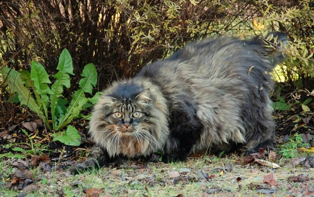 Long Hair Norwegian Forest Cat Sitting In Garden