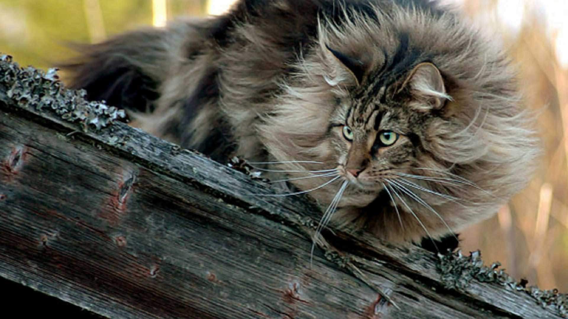 Long Hair Norwegian Forest Cat