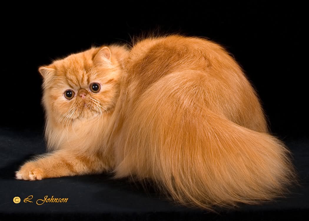 Long Hair Orange Himalayan Cat