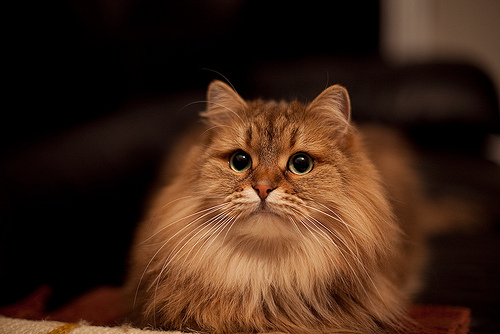 Long Hair Orange Siberian Cat