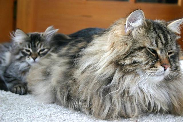 Long Hair Siberian  Cat Laying