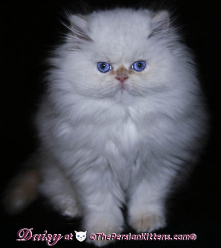 Long Hair White Fluffy Himalayan Cat