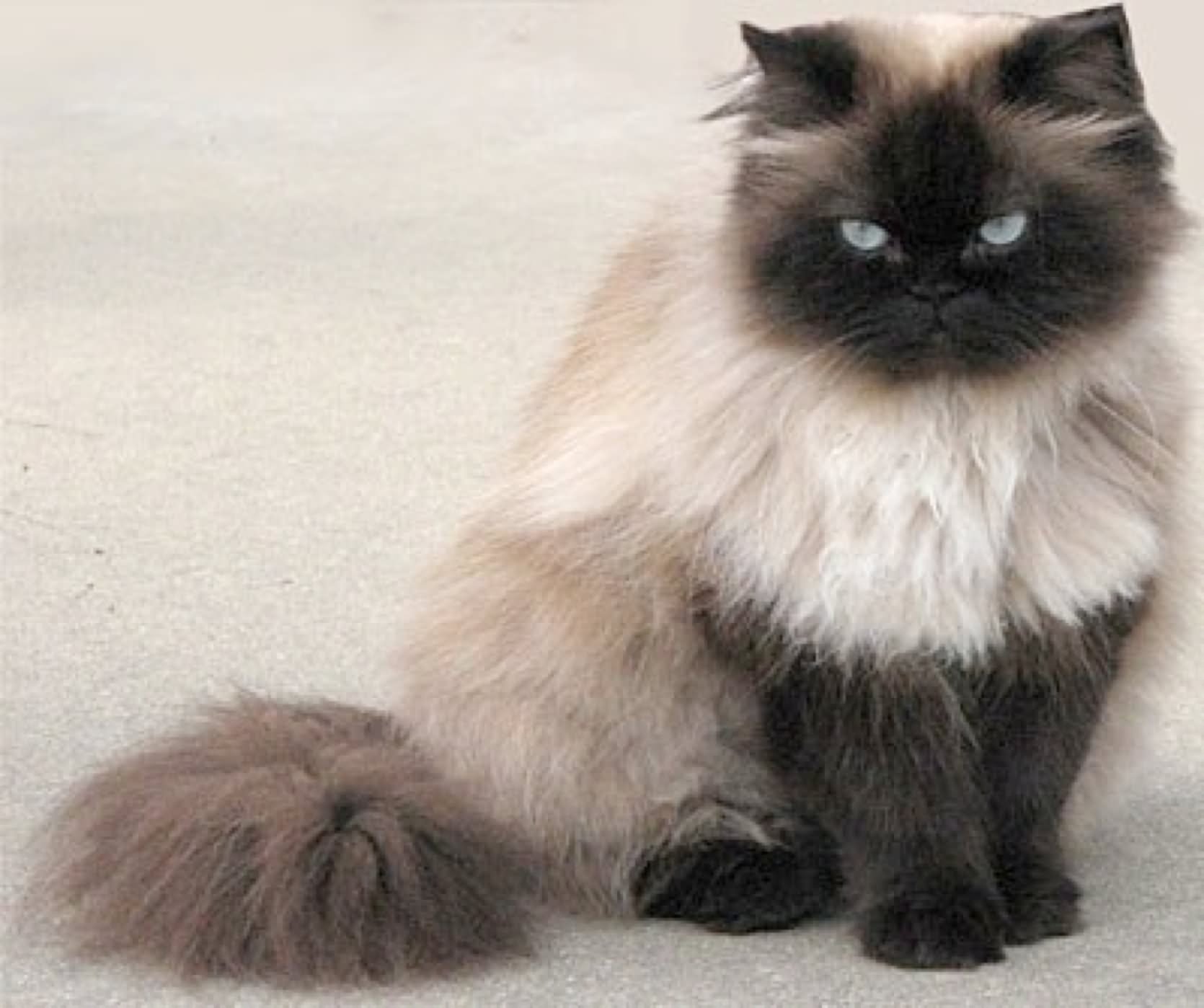 Long Haired Black Face Himalayan Cat Sitting