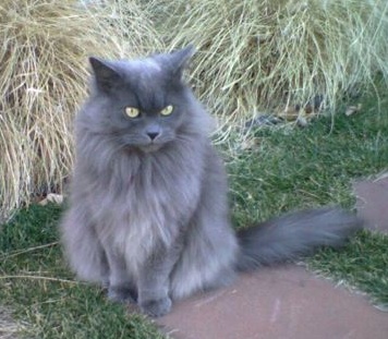 Long Haired Grey Himalayan Cat