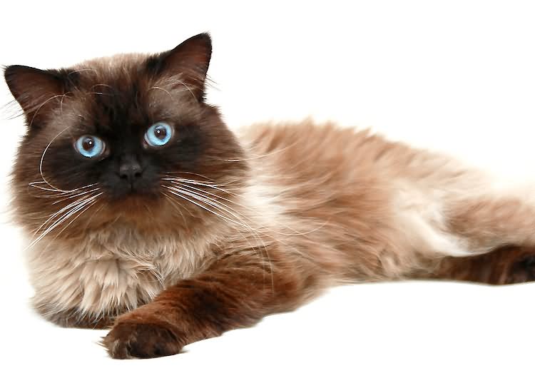 Long Haired Himalayan Cat With Blue Eyes