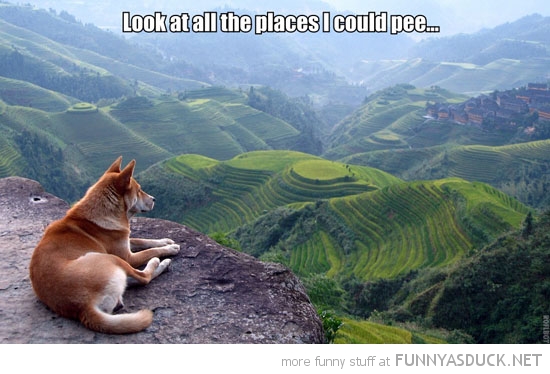 Look At All The Places I Could Pee Funny Dog