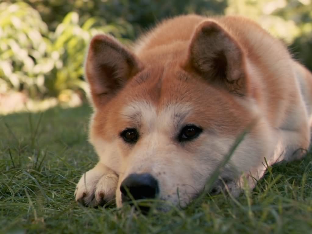 Lovely Akita Dog Laying On Grass