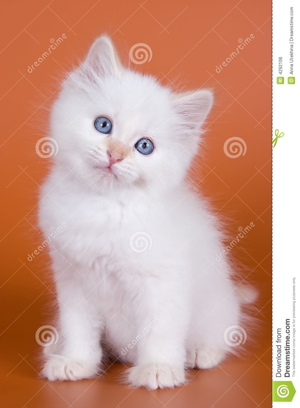 Lovely White Siberian Kitten With Blue Eyes