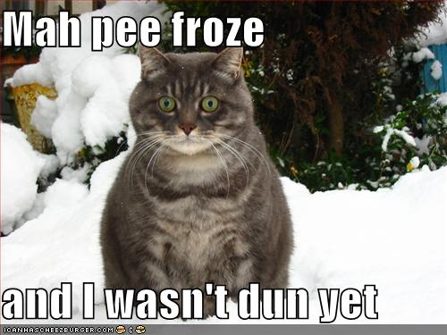 Mah Pee Froze Funny Cat Image