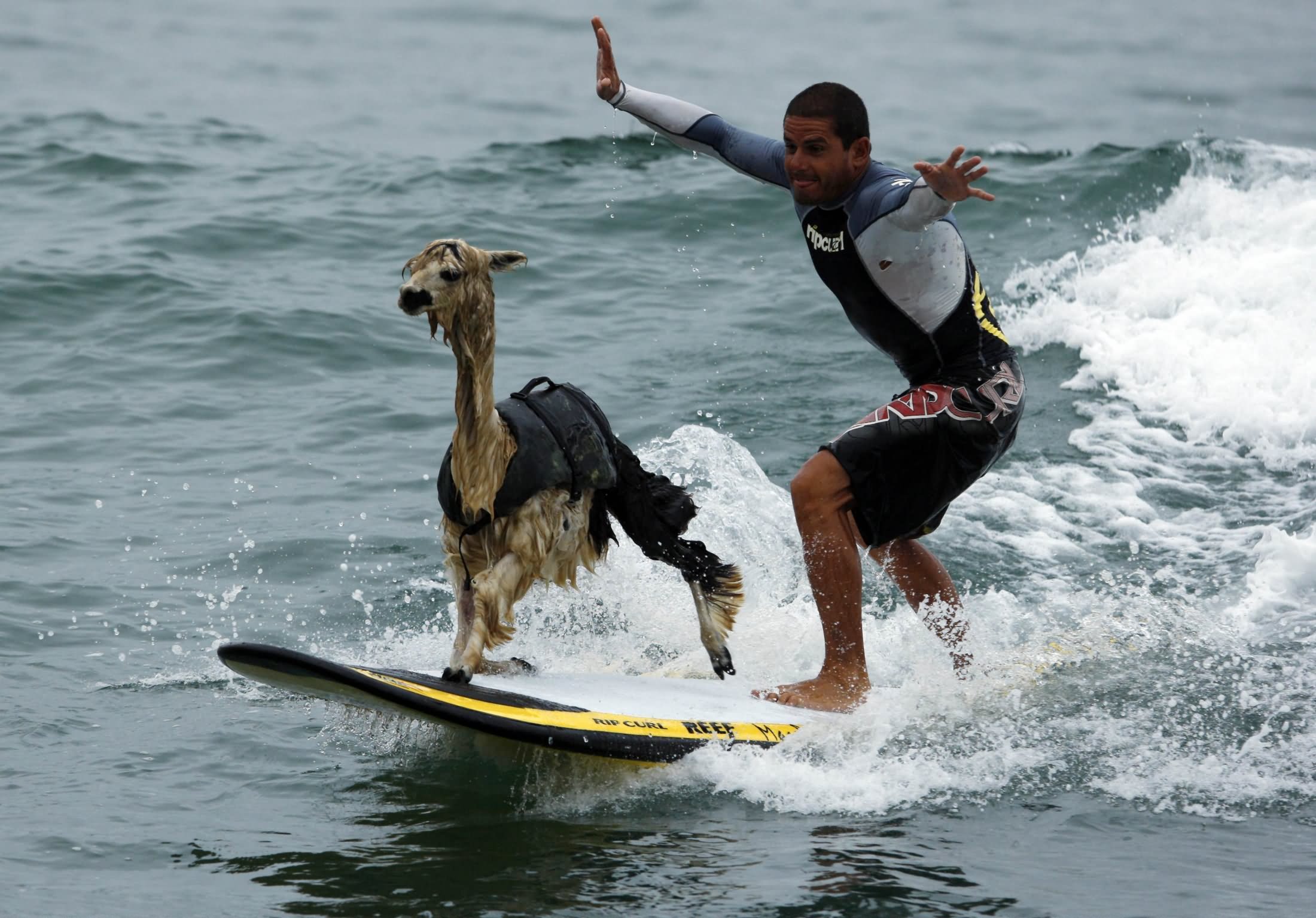 Man With Alpaca Funny Surfing Picture