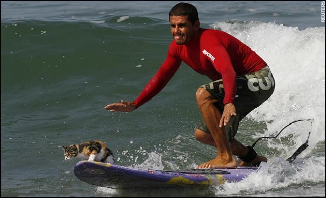 Man With Cat Funny Surfing Image