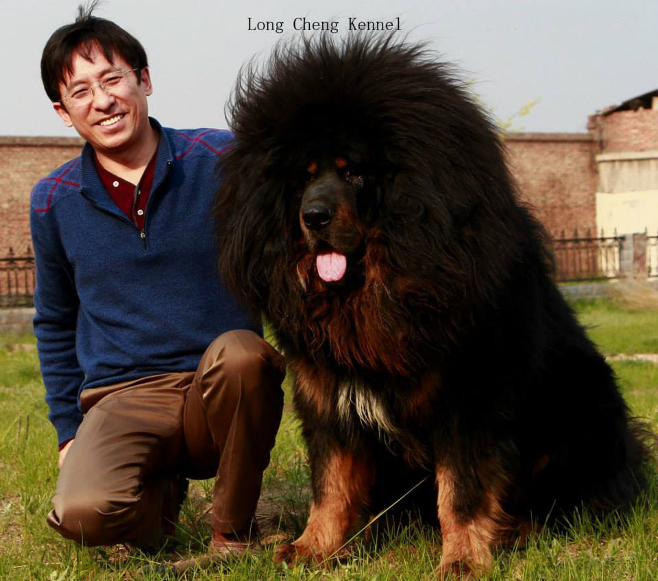 Man With Tibetan Mastiff Dog