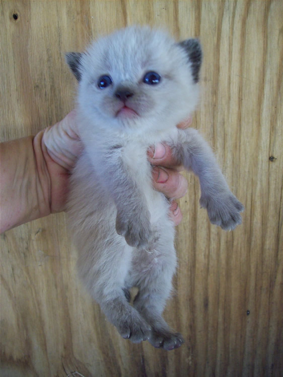 Manx Kitten With Blue Eyes