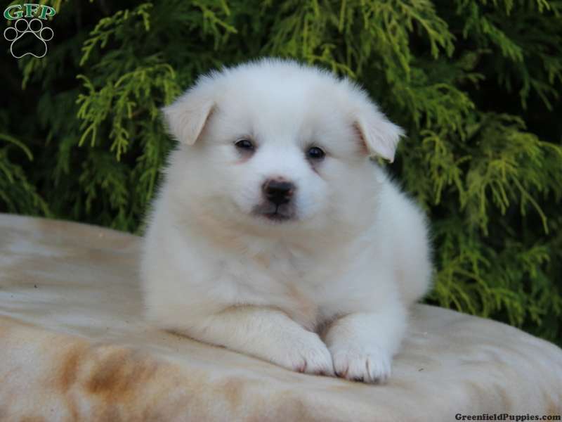 Miniature American Eskimo Puppy