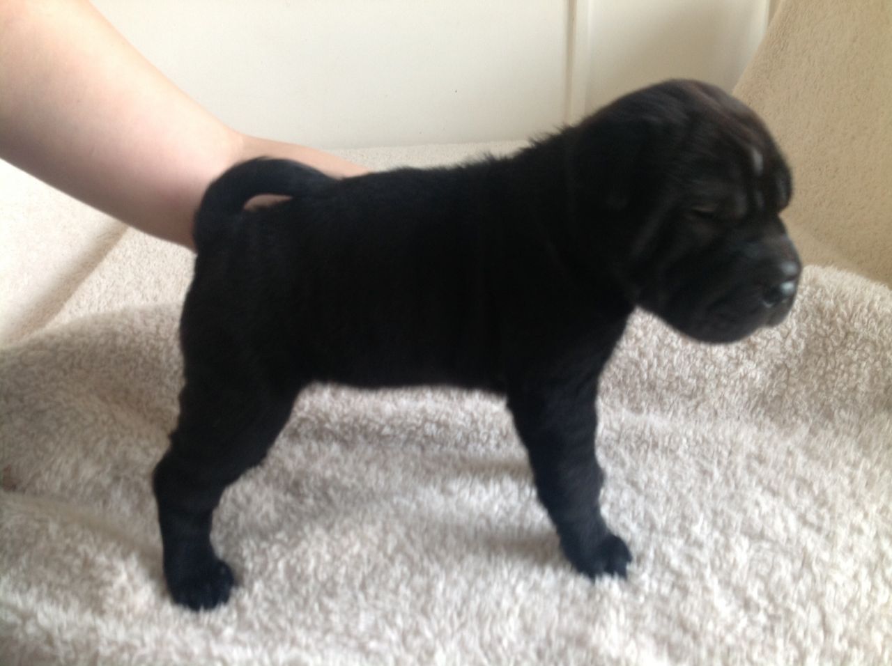 Miniature Black Shar Pei Puppy Picture