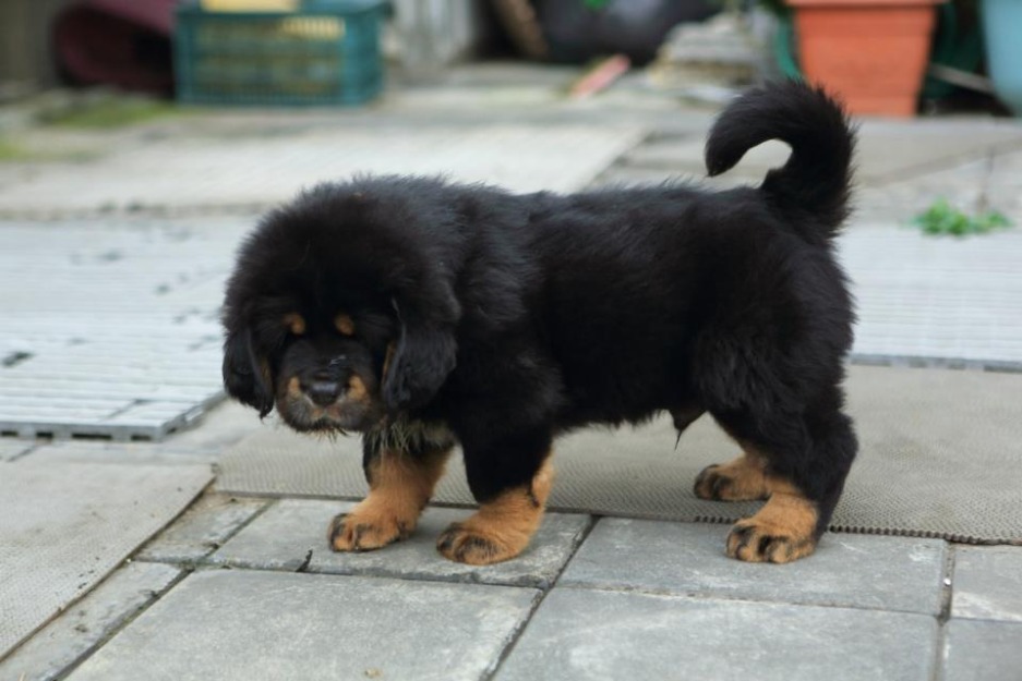 Miniature Tibetan Mastiff Puppy