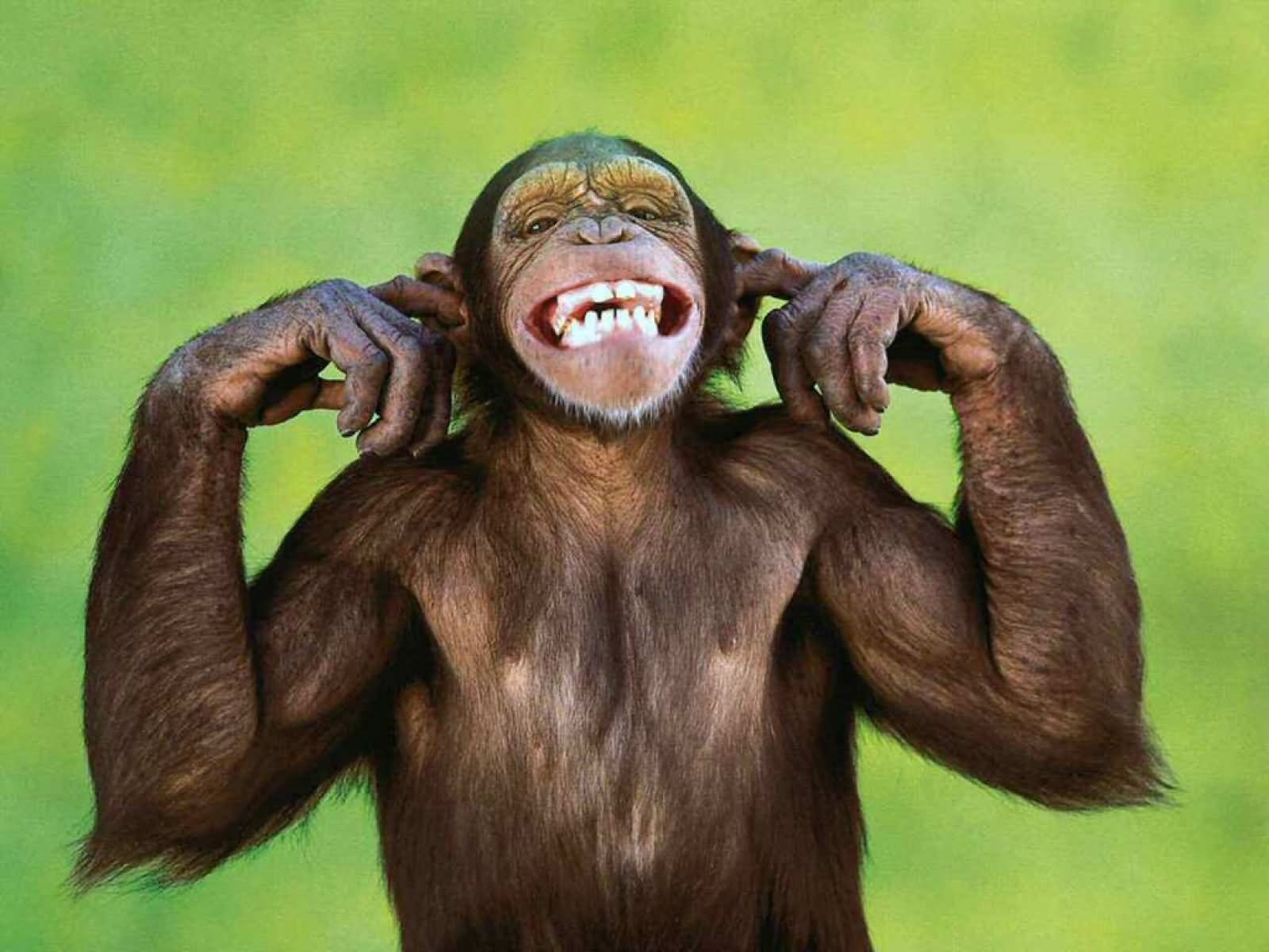 Monkey Funny Smiling Face Picture