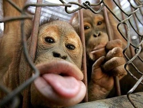 Monkey Funny Tongue Face Picture