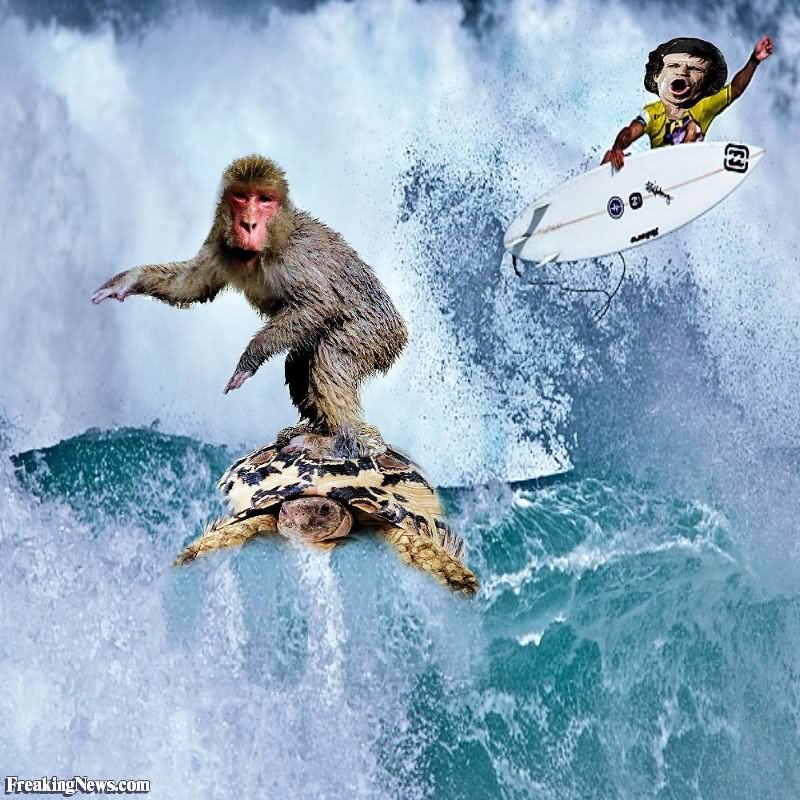 Monkey On Tortoise Funny Surfing Image