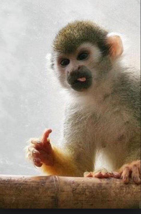 Monkey Thumbs Up Funny Image