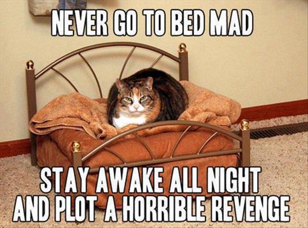 Never Go To Bed Mad Funny Cat Animal Meme Picture