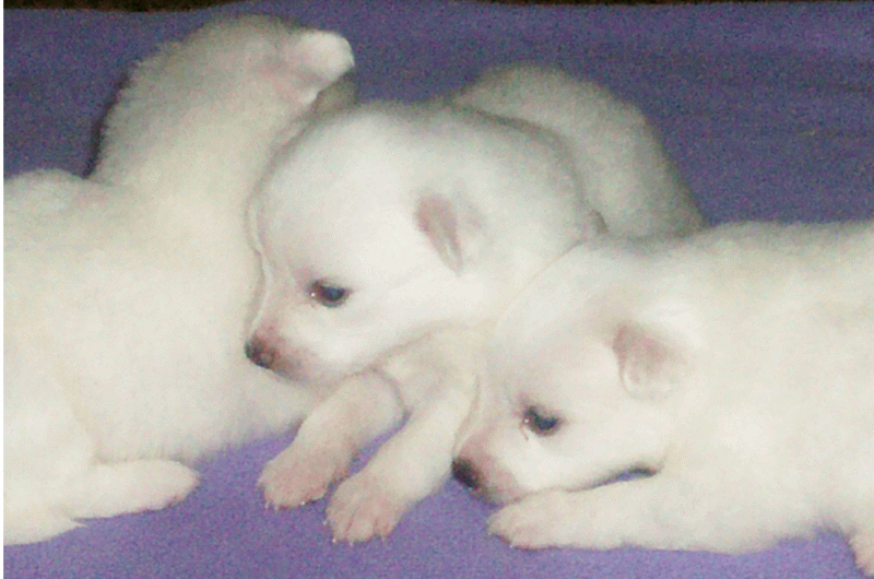 New Born American Eskimo Puppies